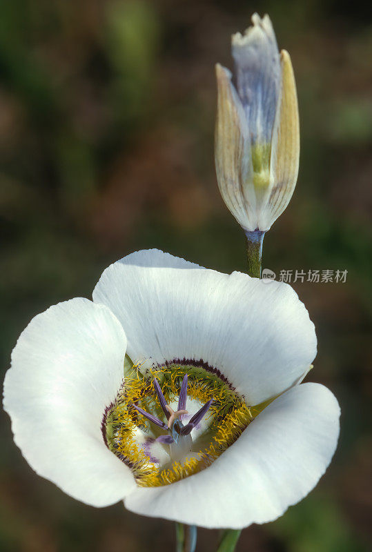 落基山马里波沙或甘尼森马里波沙百合，Calochortus gunnisonii，落基山国家公园，科罗拉多州。